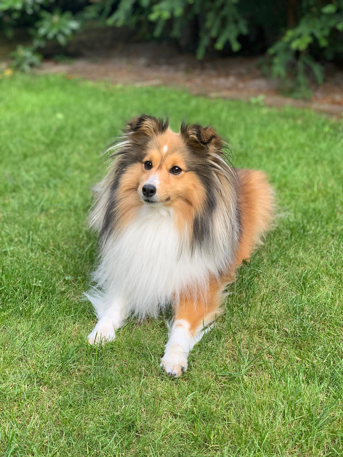 zowy in het gras