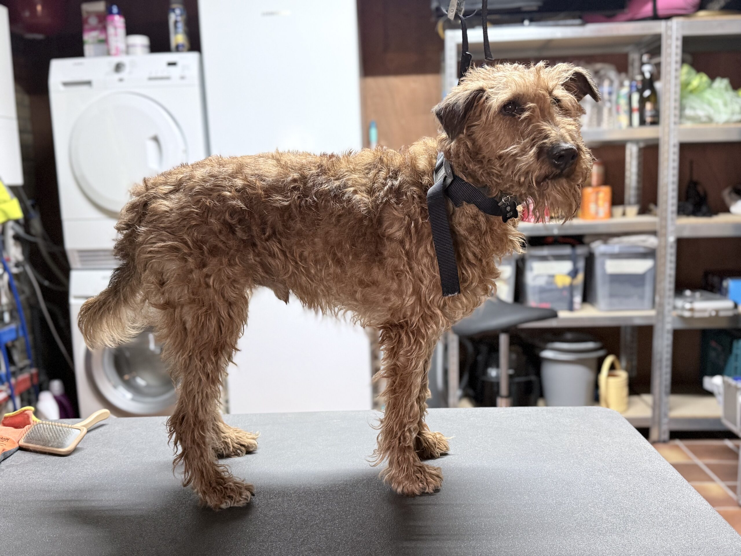 Terrier voor