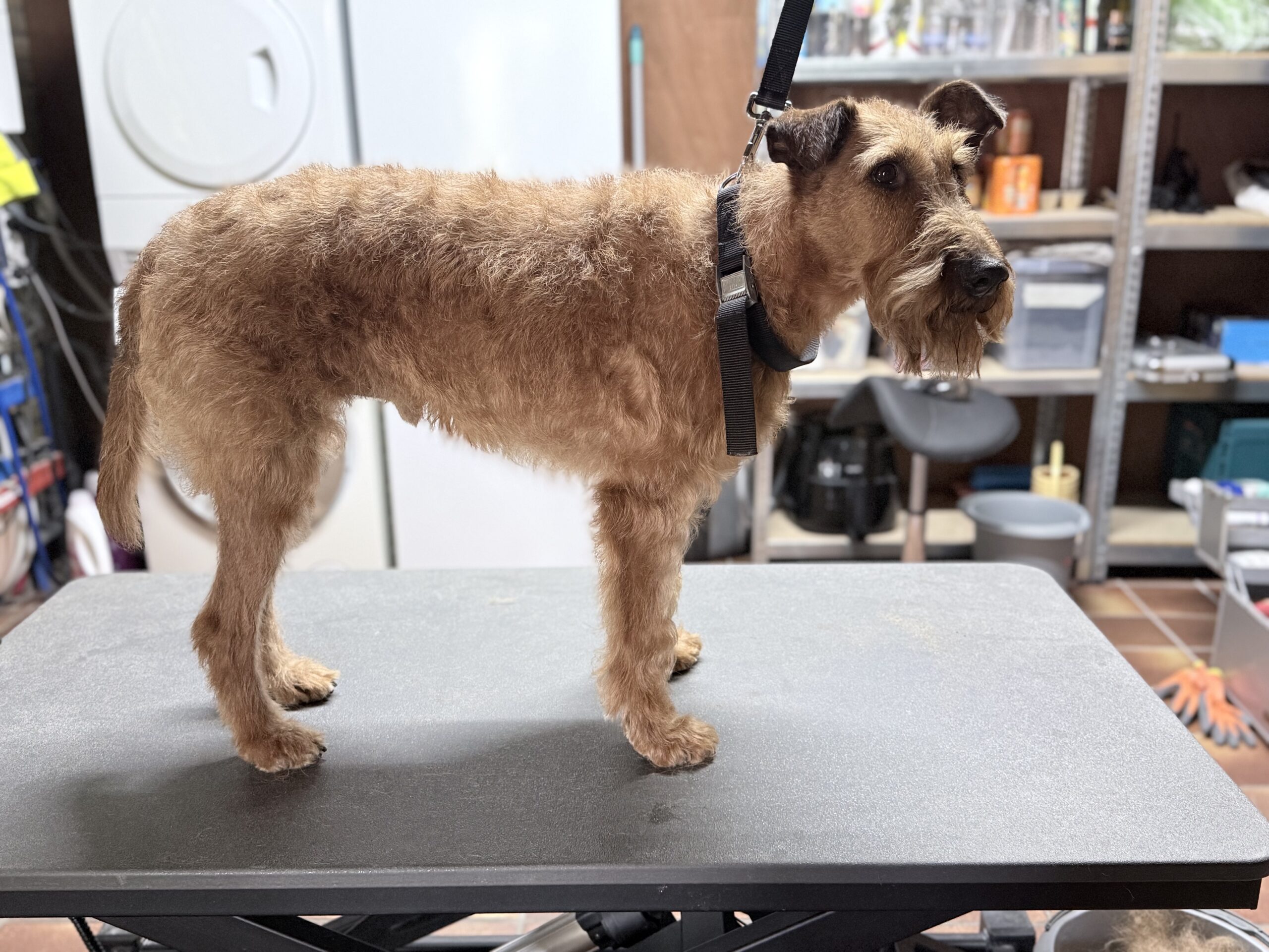 Terrier na