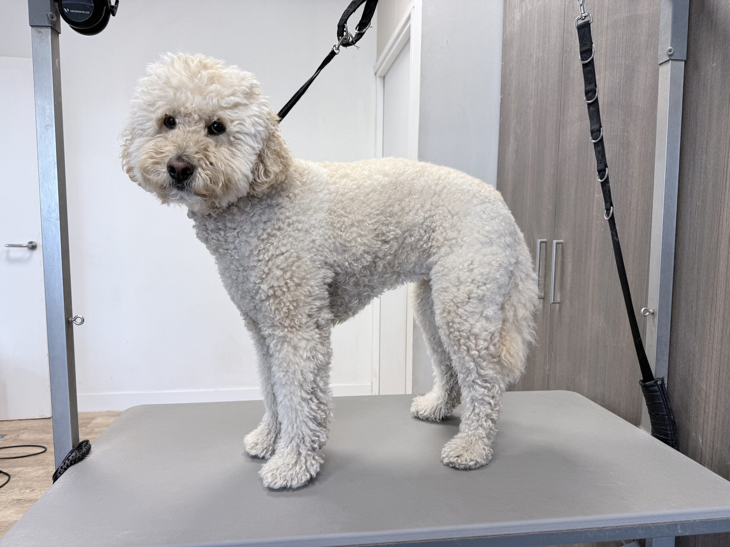 Labradoodle Flip voor