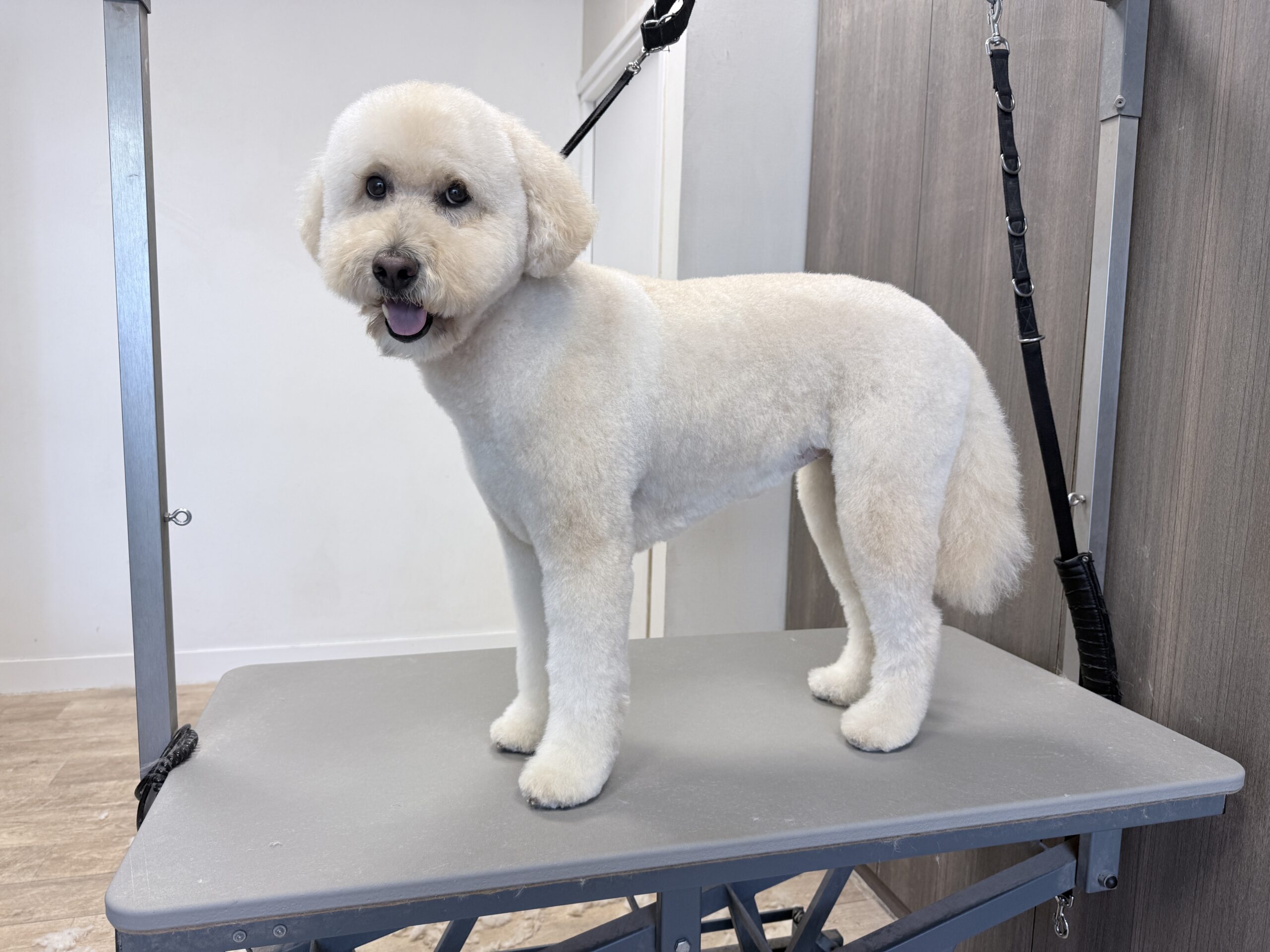 Labradoodle Flip na