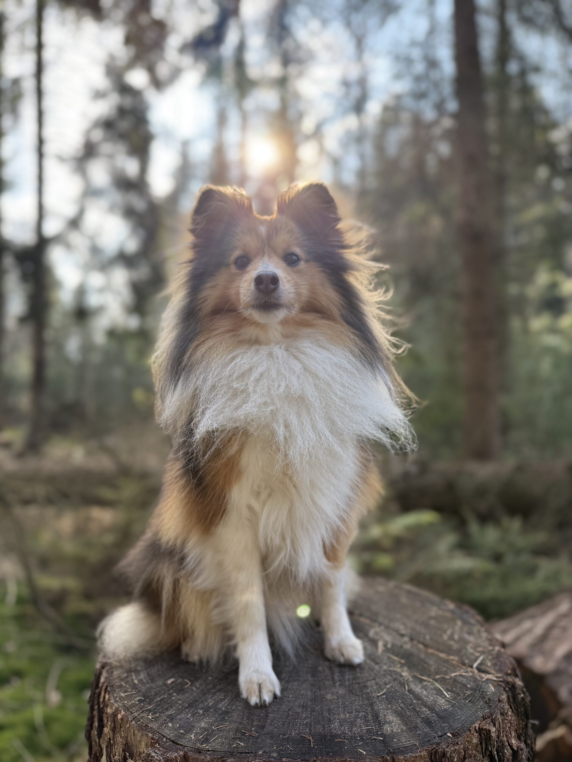 Zowy in de bossen