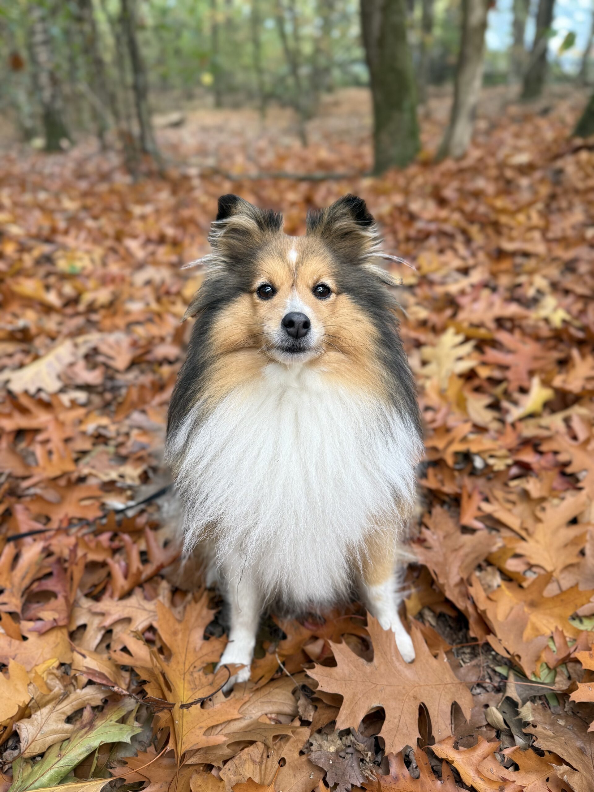 Zowy in de herfst